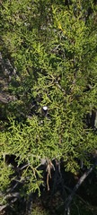 Cupressus forbesii