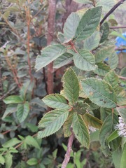 Clethra