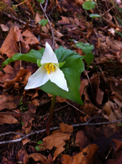 Trillium ovatum ovatum