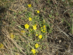 Potentilla incana