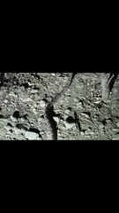 Trimorphodon quadruplex