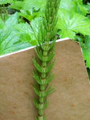 Equisetum telmateia