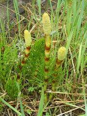 Equisetum telmateia