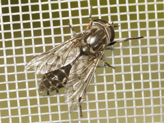 Tabanus marginalis