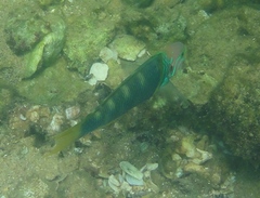 Thalassoma hebraicum