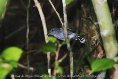 Thamnophilus ambiguus