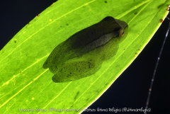 Dendropsophus haddadi