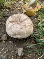 Agaricus bernardii