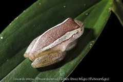 Dendropsophus haddadi