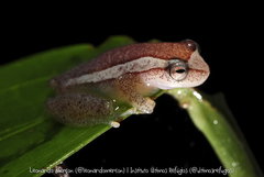 Dendropsophus haddadi