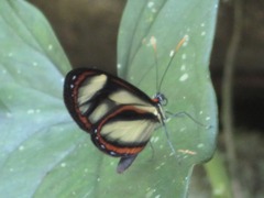 Ithomia salapia
