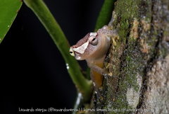 Dendropsophus haddadi