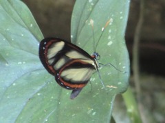 Ithomia salapia