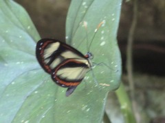 Ithomia salapia