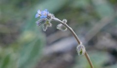Myosotis ramosissima