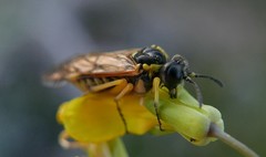 Tenthredo baetica baetica