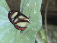 Ithomia salapia