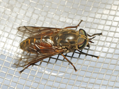 Hybomitra affinis