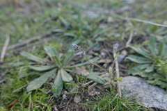 Myosotis ramosissima