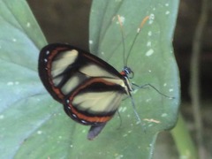 Ithomia salapia
