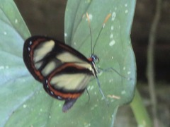 Ithomia salapia