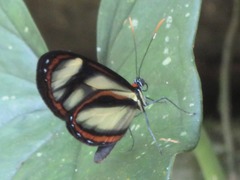 Ithomia salapia