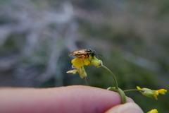 Tenthredo baetica baetica