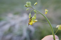 Tenthredo baetica baetica