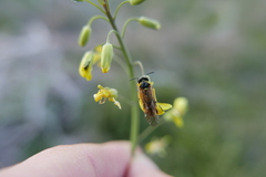 Tenthredo baetica baetica