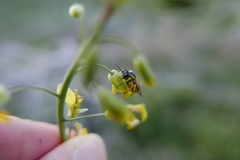Tenthredo baetica baetica