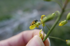 Tenthredo baetica baetica