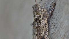 Coryphistes interioris