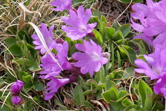 Primula integrifolia