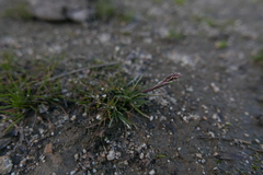 Poa