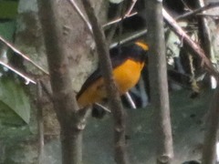 Euphonia xanthogaster