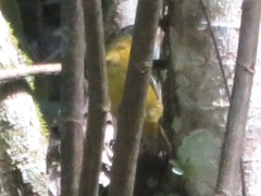 Euphonia xanthogaster
