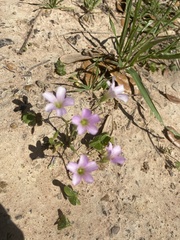 Oxalis triangularis