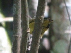 Euphonia xanthogaster