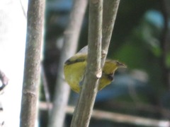 Euphonia xanthogaster