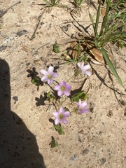 Oxalis triangularis