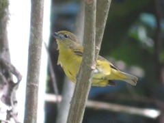 Euphonia xanthogaster