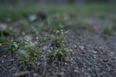 Draba verna