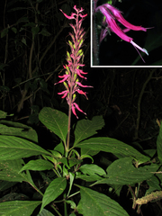 Stenostephanus