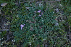 Erodium