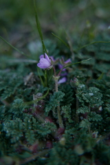 Erodium