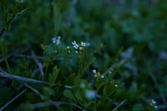 Calepina irregularis