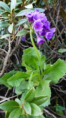 Primula latifolia