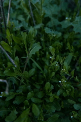 Calepina irregularis