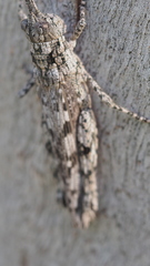 Coryphistes interioris
