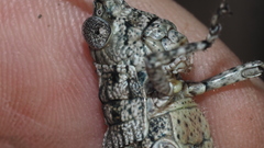 Coryphistes interioris